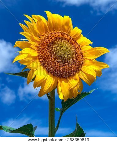 Sunflower Summer Flower Close-up, Against A Background Of Clouds. Agroculture, Harvest.