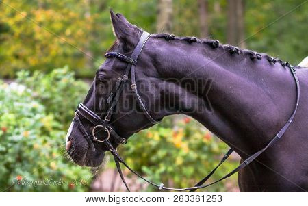Portrait Of A Black Horse On A Green Background