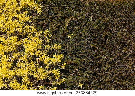 Yellow Winter Jasmine ( Jasminum Nudiflorum ) For Background