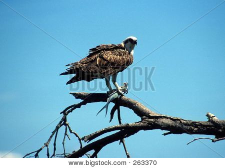 Adler