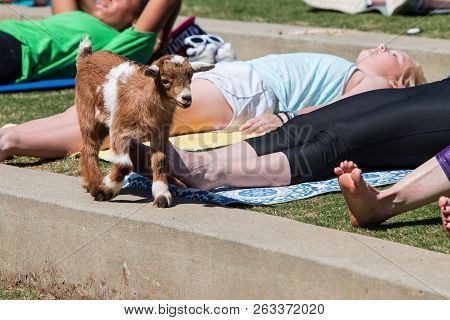 Suwanee, Ga - April 2018:  A Baby Goat Walks On A Curb In Front Of Women Stretching In A Goat Yoga E
