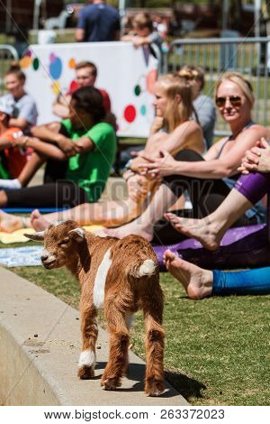 Suwanee, Ga - April 2018:  A Baby Goat Walks Along A Curb In Front Of Women Stretching In A Goat Yog