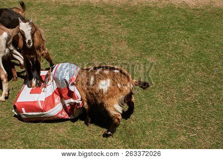 Suwanee, Ga - April 2018:  A Goat Buries His Head In A Bag Of Goat Feed While Another Goat Stands On