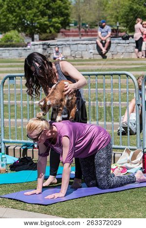 Suwanee, Ga - April 2018:  A Woman Places A Baby Goat On The Back Of A Kneeling Woman As Part Of A G