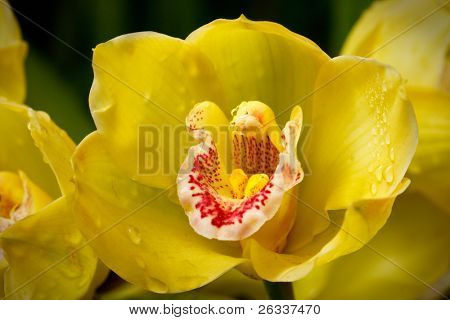 Yellow orchid (OrchidÃ?ÃÂ¡ceae) close up in nature