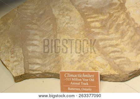 Prehistoric Fossil Animal Tracks In A Public Display
