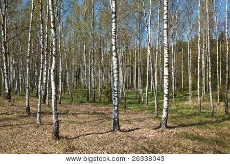 Birkenhain im Frühjahr