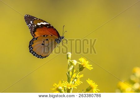 Flying Plain Tiger Or African Monarch Butterfly (danaus Chrysippus) Drinking Nectar On Yellow Flower
