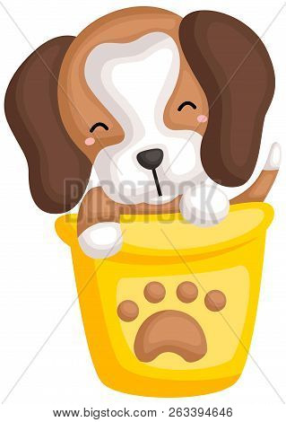 A Happy Cute Pure Beagle Dog Breed
