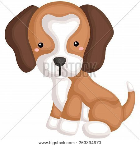 A Happy Cute Pure Beagle Dog Breed