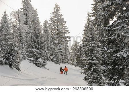 Two Snowboarders Standing Between Trees In The Mountain And Looking Into A Distance In The Tourist R