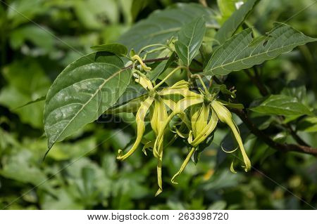 Yellow Desmos Chinensis Flower