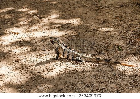 Black Spiny-tailed Iguana