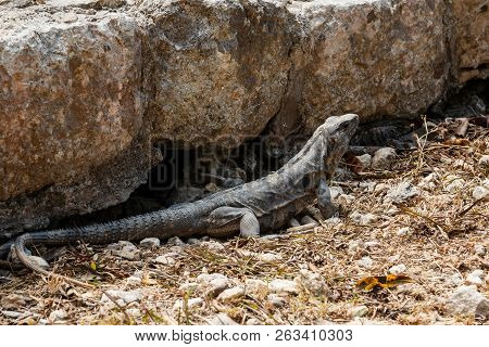 Black Spiny-tailed Iguana