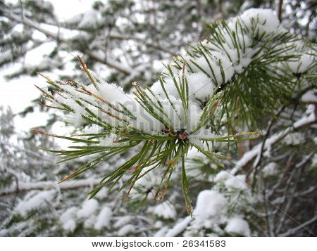 Vinter gren af Fir