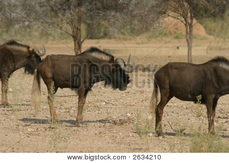 วัว wildebeest