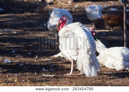 Turkey On A Farm , Breeding Turkeys. White Turkey Portrait. Flock Of Turkeys At The Farm. Pasture Ra