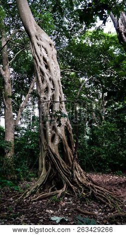 The Liana That Covered The Trunk Of The Ficus To His Death In Boabeng Fiema Monkey Sanctuary At Tech