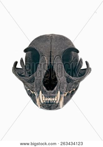 Cat Skull Grin Isolated On A White Background.
