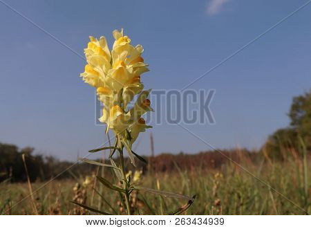 Yellow Toadflax , Linaria Vulgaris Flower . An Attractive Yellow Flower In The Family Plantaginaceae