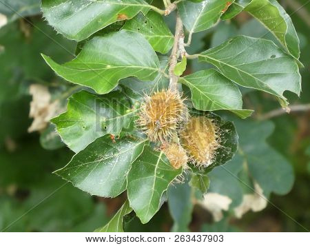 Beech Tree Branch With Brown Fruits In The Forest