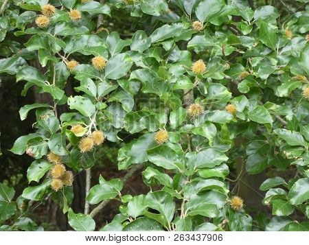 Beech Tree Branch With Brown Fruits In The Forest