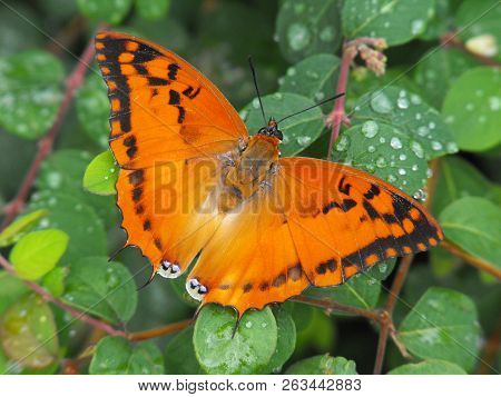 Silver Striped Charaxes (charaxes Lasti) Butterfly With Open Wings