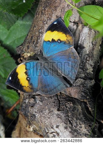 Orange Oakleaf Or Indian Oakleaf (kallima Inachus) Butterfly