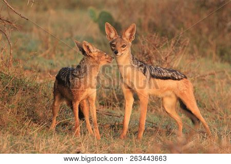 Pair of Blackbacked Jackals 