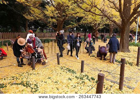 Tokyo Ginkgo Avenue