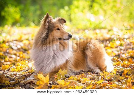 Collie Dog Lying Down On Autumn Forest With Golden Leaves At Sunlight