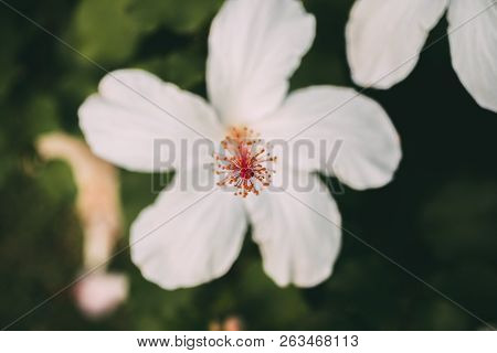 White Hibiscus Flower With Selective Focus. Macro View Of Stamen, Pistil And Pollen From White Hibis