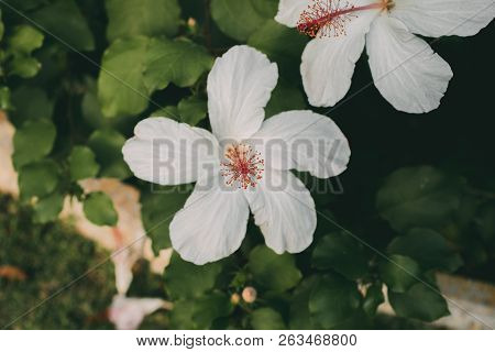 White Hibiscus Flower With Selective Focus. Macro View Of Stamen, Pistil And Pollen. Hibiscus Rosa-s