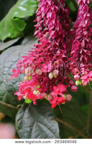 Pink flower of bleeding heart vine, also called bleeding glory-bower in Africa (Clerodendrum thomsoniae)