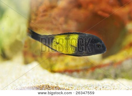 Maylandia Cichlidae Africane