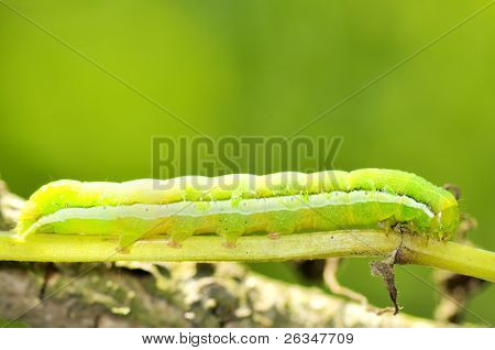 Chenille verte