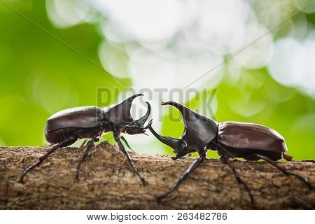Beautiful Horn Beetle