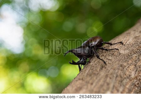 Beautiful Horn Beetle