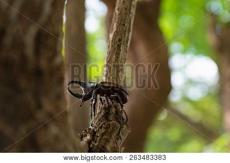 Beautiful Horn Beetle