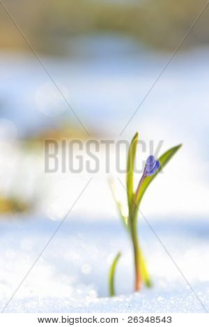 fleurs de printemps bleu