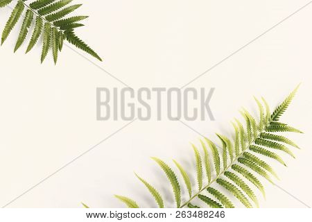 Fresh Fern Branch Green Leaves Isolated On White Background For Creative Layout Made Of Leaf Nature.