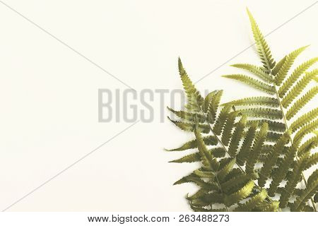 Fresh Fern Branch Green Leaves Isolated On White Background For Creative Layout Made Of Leaf Nature.