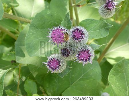Cocklebur Flower With Purple Blossom In The Forest