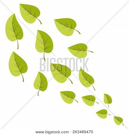 Leafs Set For Decoration For Web And Print Illsutration . Vecotor Cartoon Spring Green Leaves.