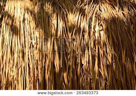 Natural Background, Dry Reed. Cropped, Macro, Texture, Isolated, Blurred. Vertical. Beige.