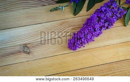 Beautiful Buddleia Shrub Flower On Wooden Background.