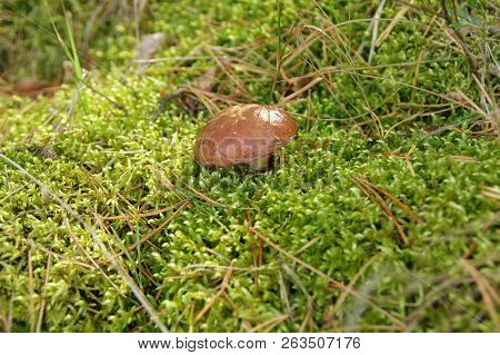 Slippery Jack Mushrooms (suillus) In Natural Environment. Eatable Fungus On Green Undergrowth.