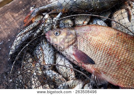 Trophy Fishing. Big Freshwater Common Bream Fish On Landing Net..