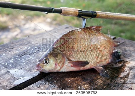 Big Freshwater Common Bream And Fishing Rod With Reel On Vintage Wooden Background..