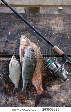 Big Freshwater Bronze Bream Or Carp Bream, White Bream Or Silver Bream, Perch And Fishing Rod With R